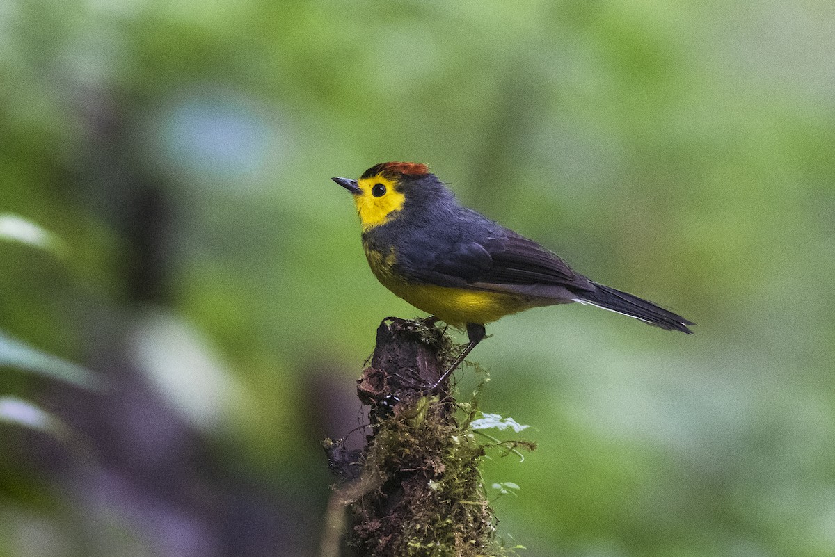 Collared Redstart - ML644319197