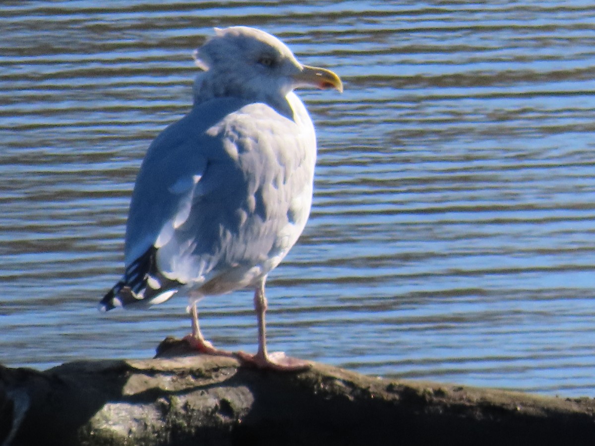 American Herring Gull - ML644319207