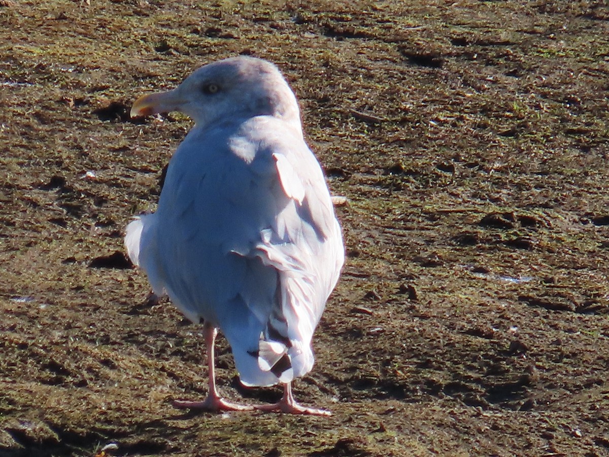 American Herring Gull - ML644319208