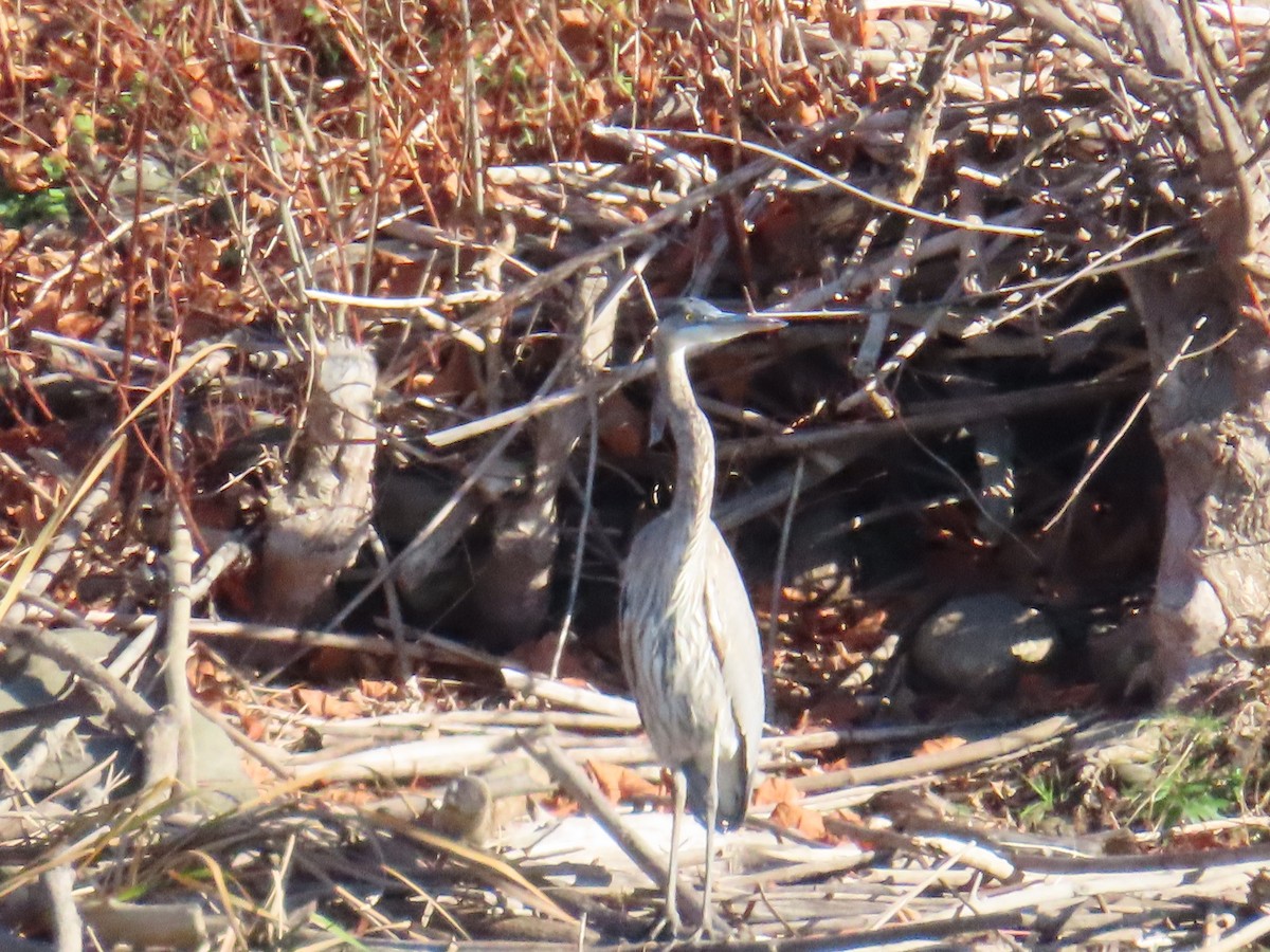 Great Blue Heron - ML644319214