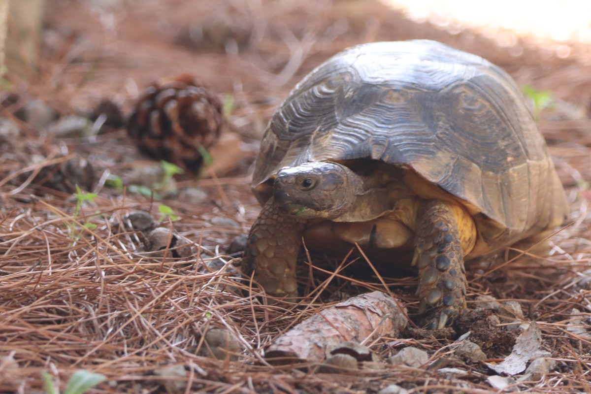 Marginated Tortoise - ML644319223