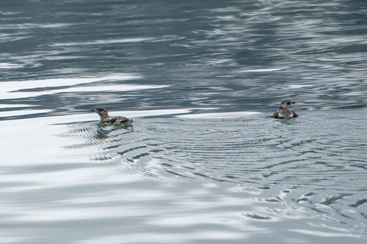 Пижик короткодзьобий - ML644319228