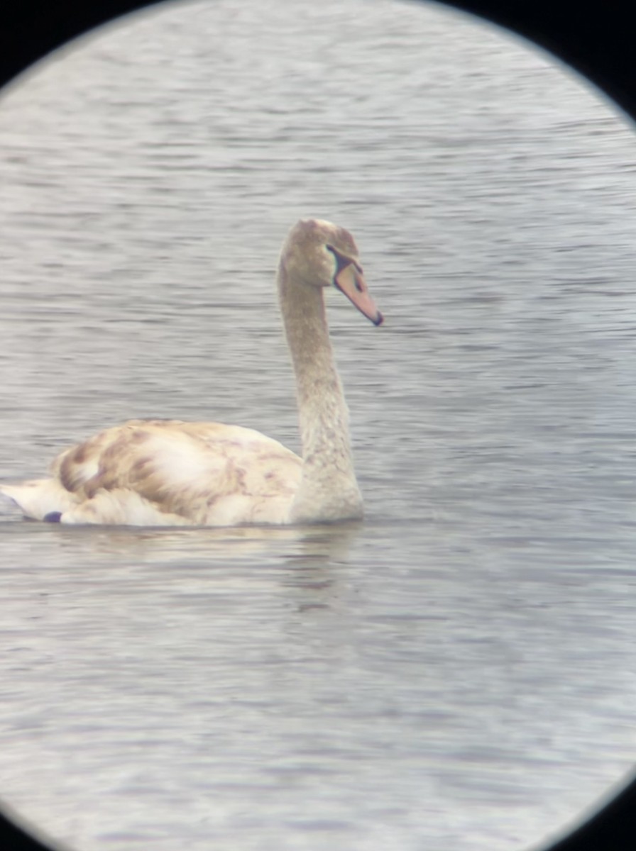 Mute Swan - ML644319230