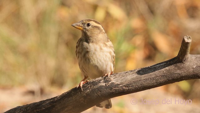 Rock Sparrow - ML644319241