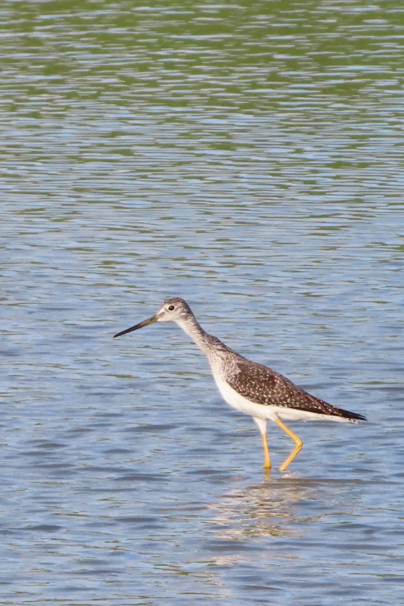 Tüpfelgelbschenkel - ML644319271