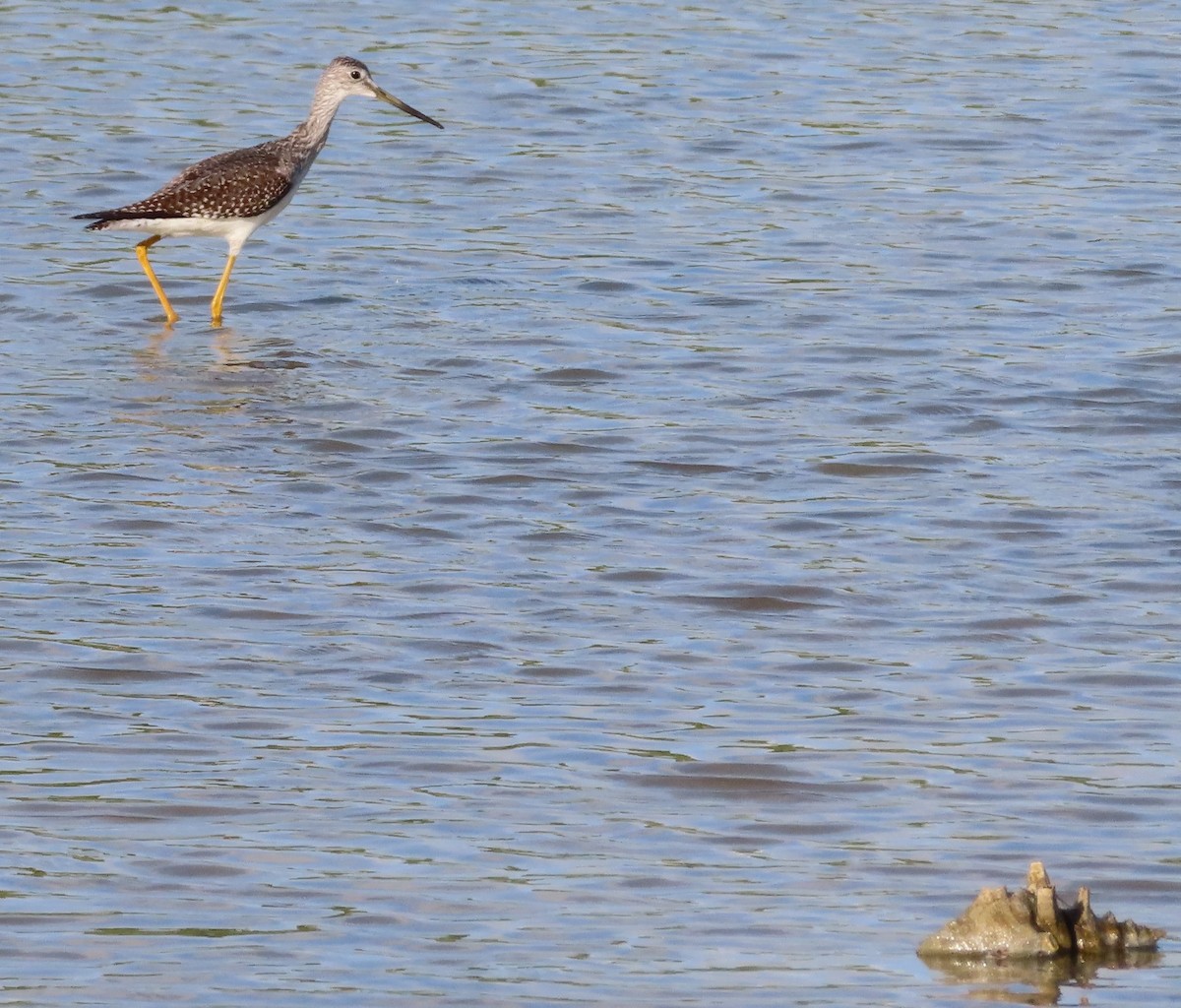 Tüpfelgelbschenkel - ML644319272