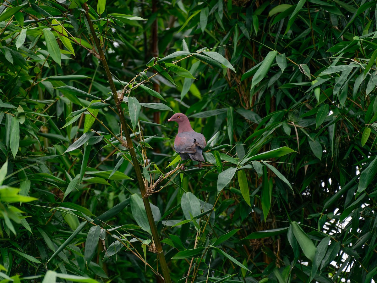 holub středoamerický - ML644319273