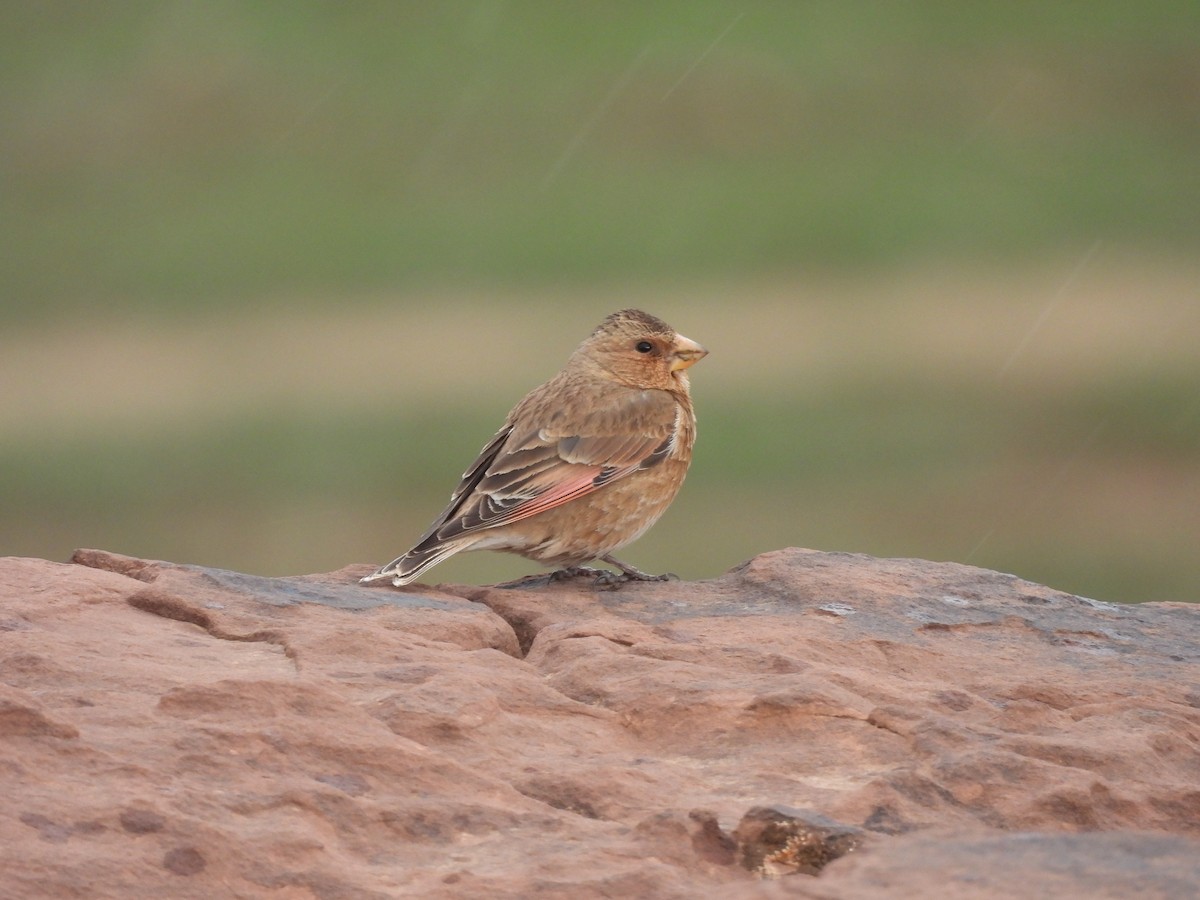 Crimson-winged Finch - ML644319275