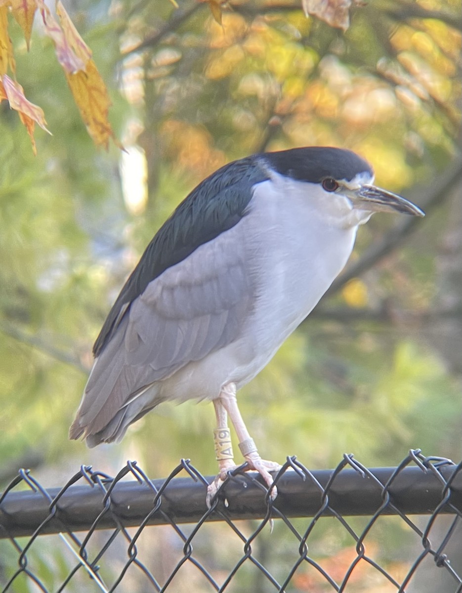 kvakoš noční - ML644319278