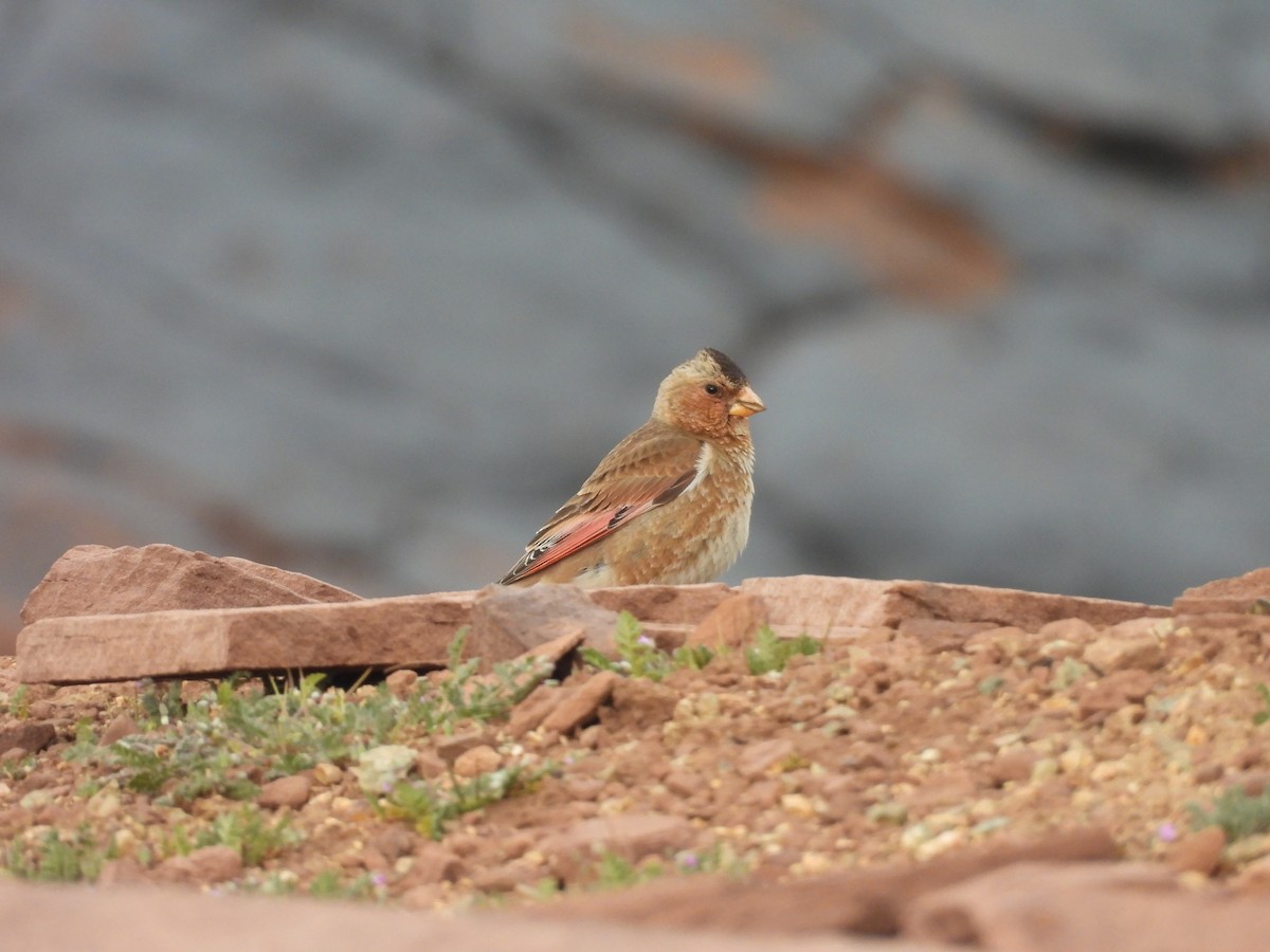 Crimson-winged Finch - ML644319286