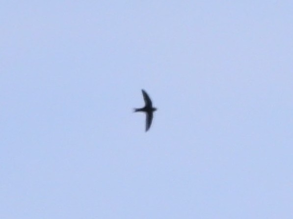 Mauersegler - ML644319297