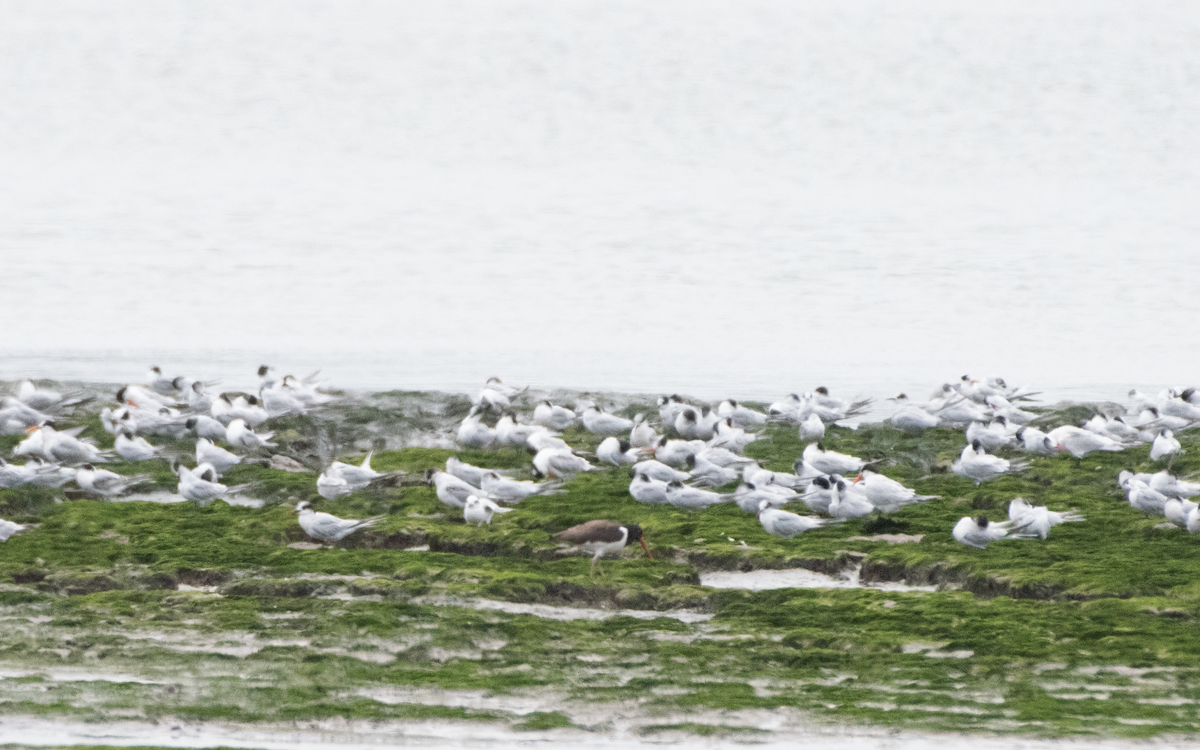 Elegant Tern - ML644319310