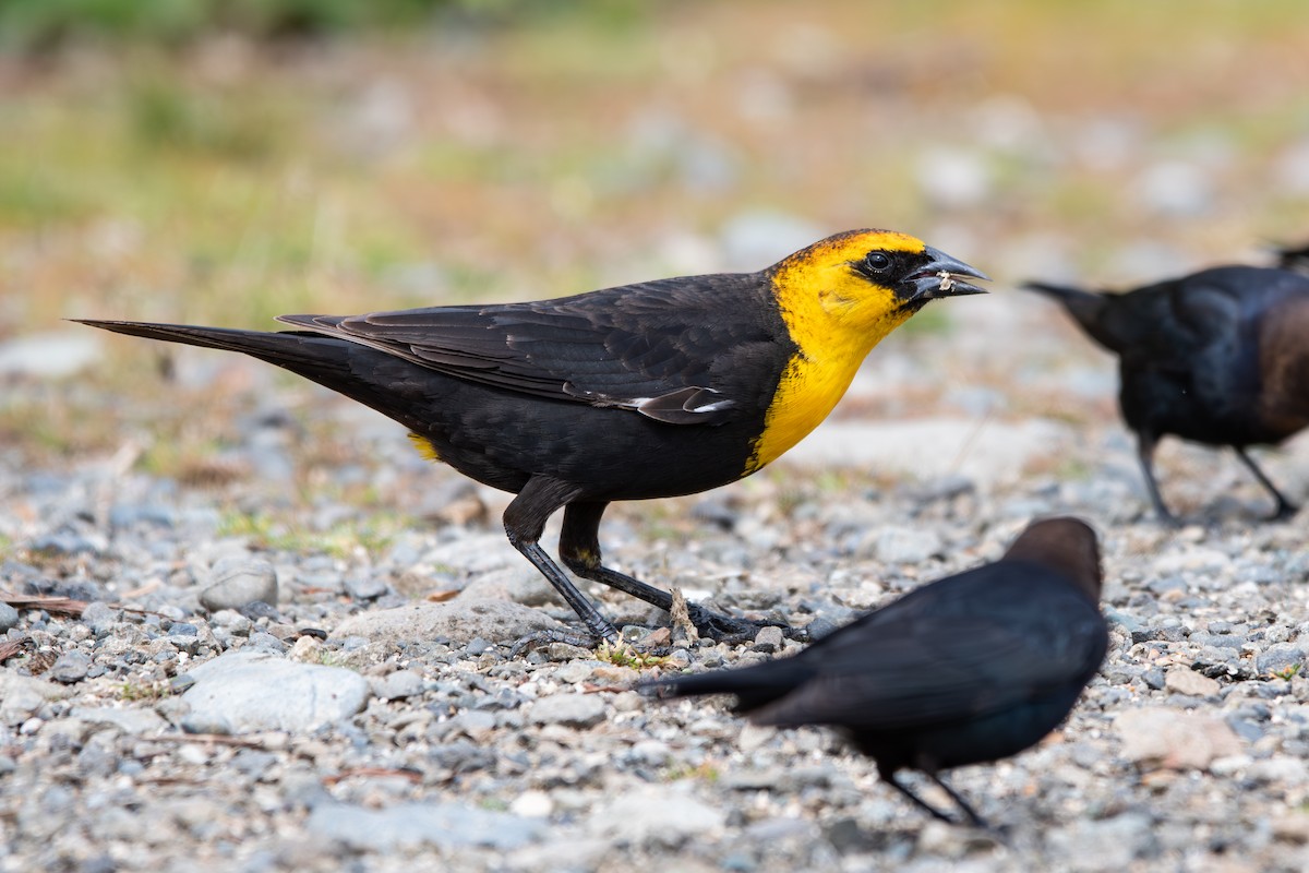 Yellow-headed Blackbird - ML644319316
