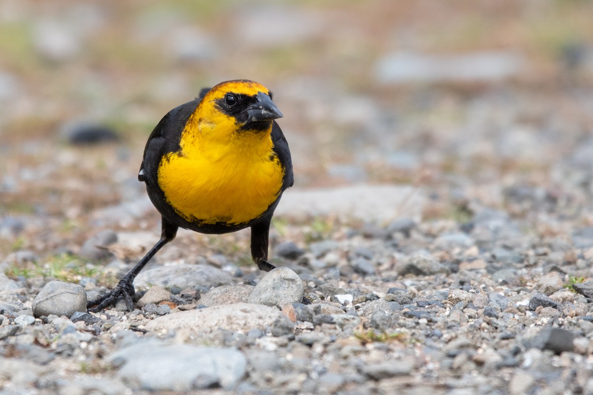 Yellow-headed Blackbird - ML644319317