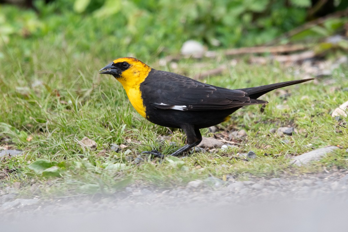 Yellow-headed Blackbird - ML644319318