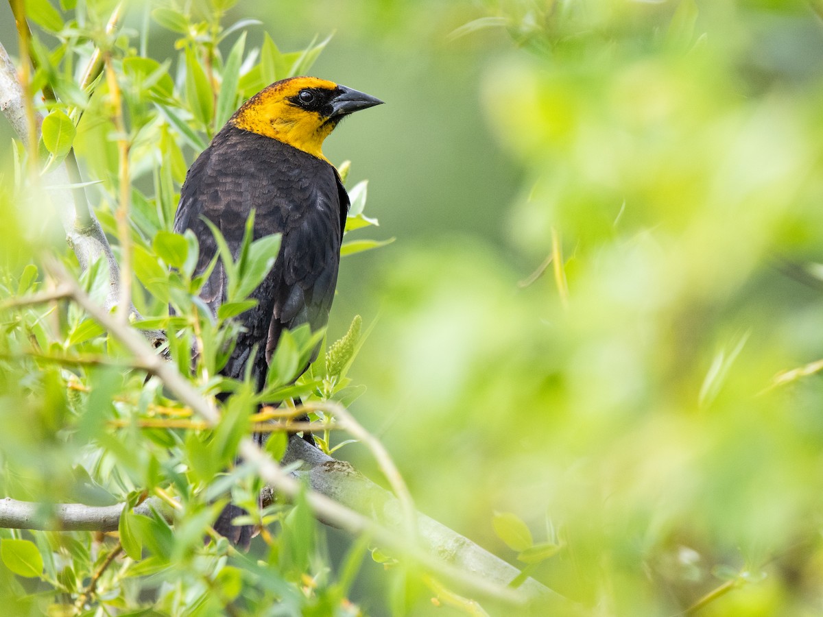 Yellow-headed Blackbird - ML644319319