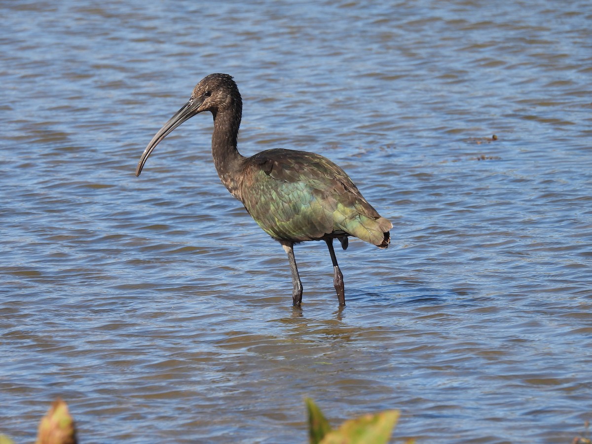 Glossy/White-faced Ibis - ML644319320