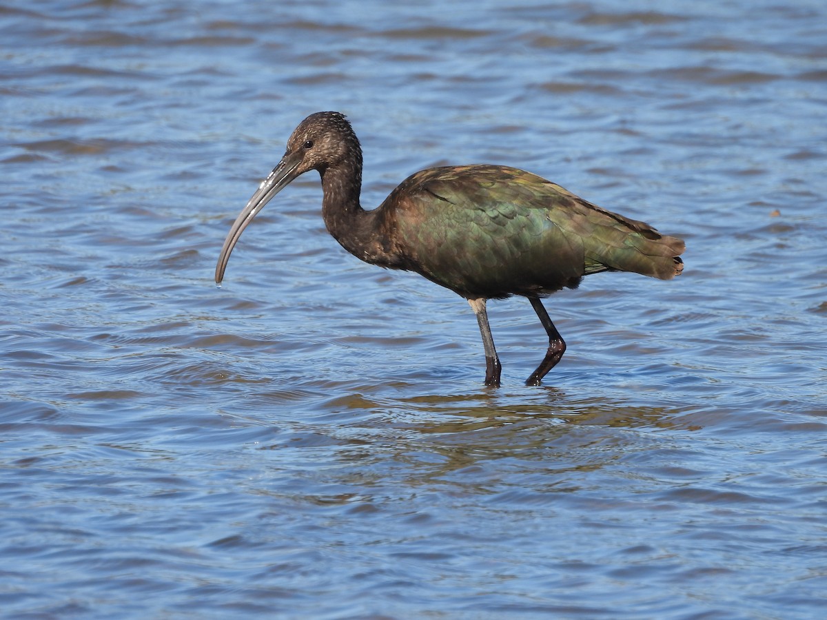Glossy/White-faced Ibis - ML644319321