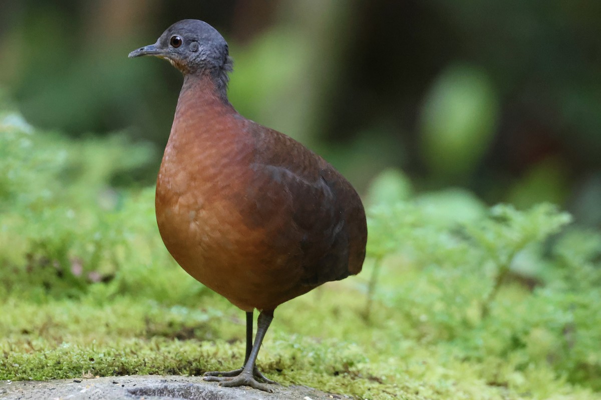 コシギダチョウ - ML644319331