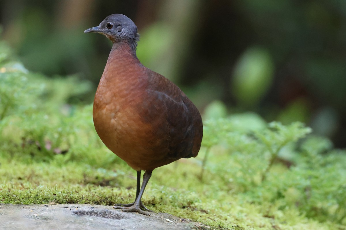 コシギダチョウ - ML644319332