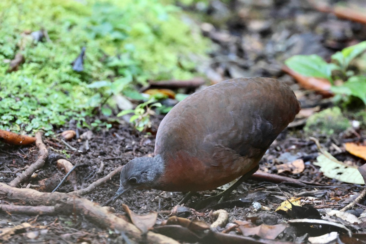 コシギダチョウ - ML644319333