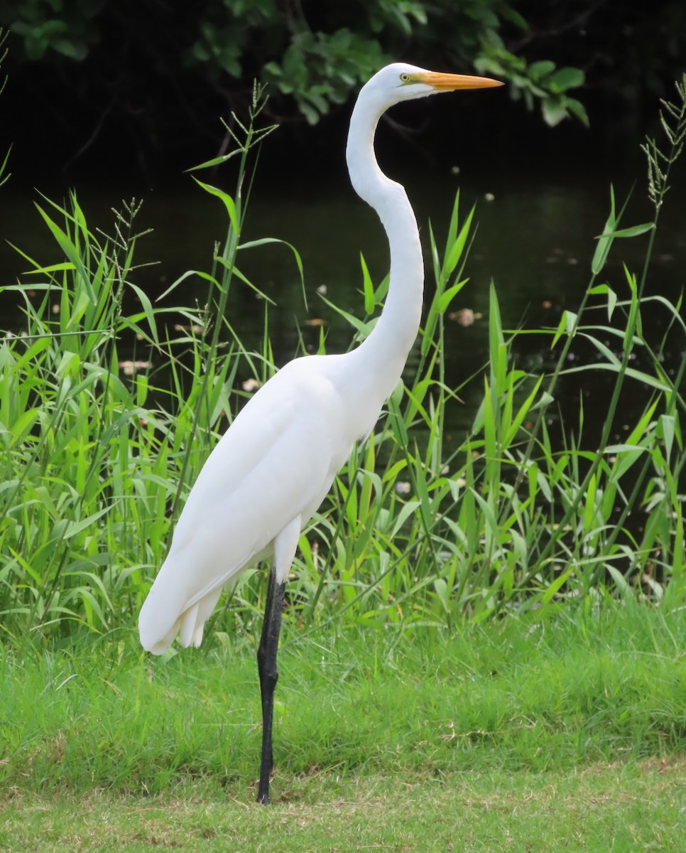 Silberreiher - ML644319351