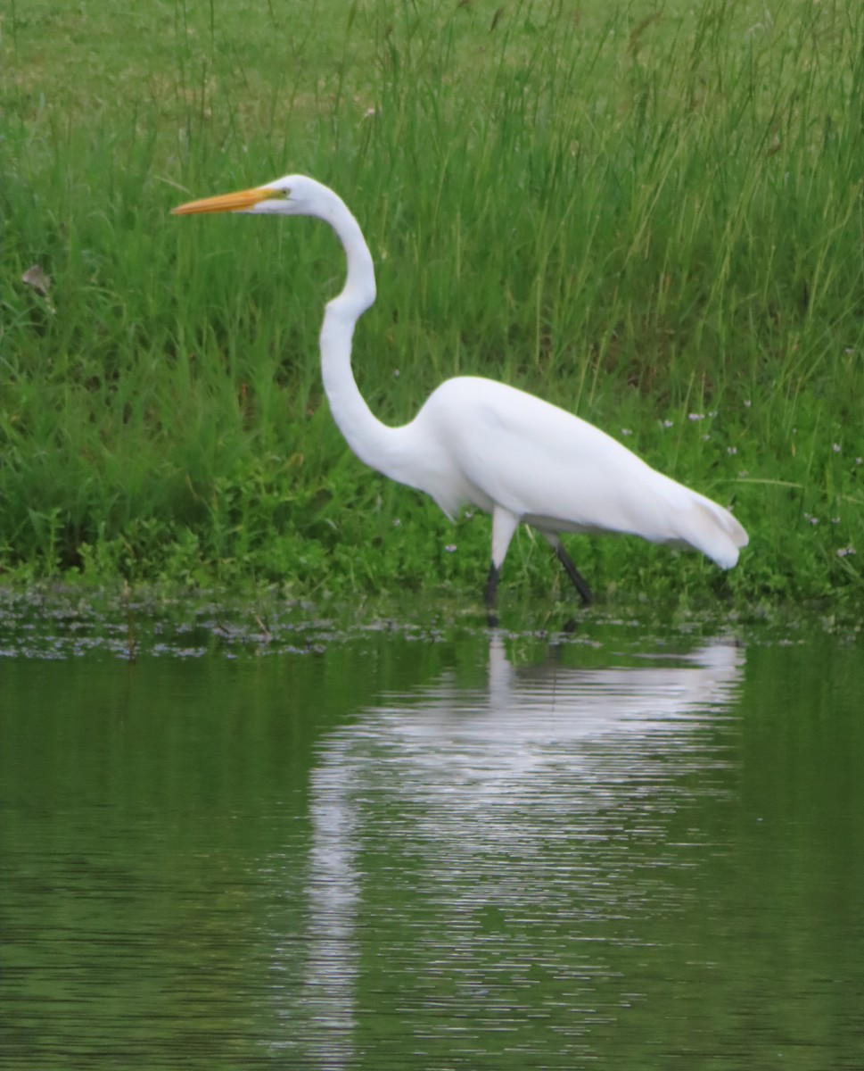 Silberreiher - ML644319352