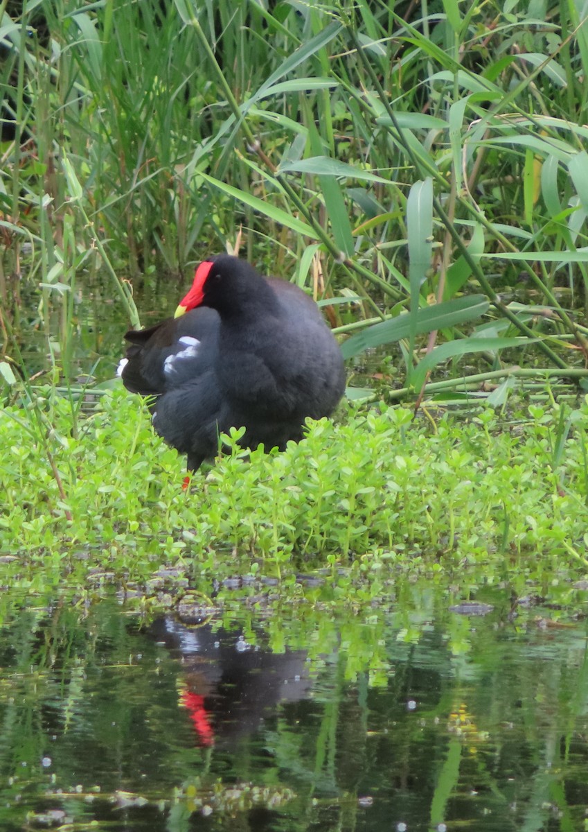 Amerikateichhuhn - ML644319367