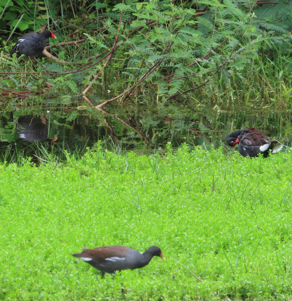 Amerikateichhuhn - ML644319368