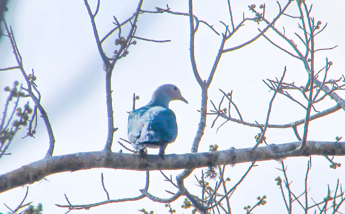 Green Imperial-Pigeon - ML644319370