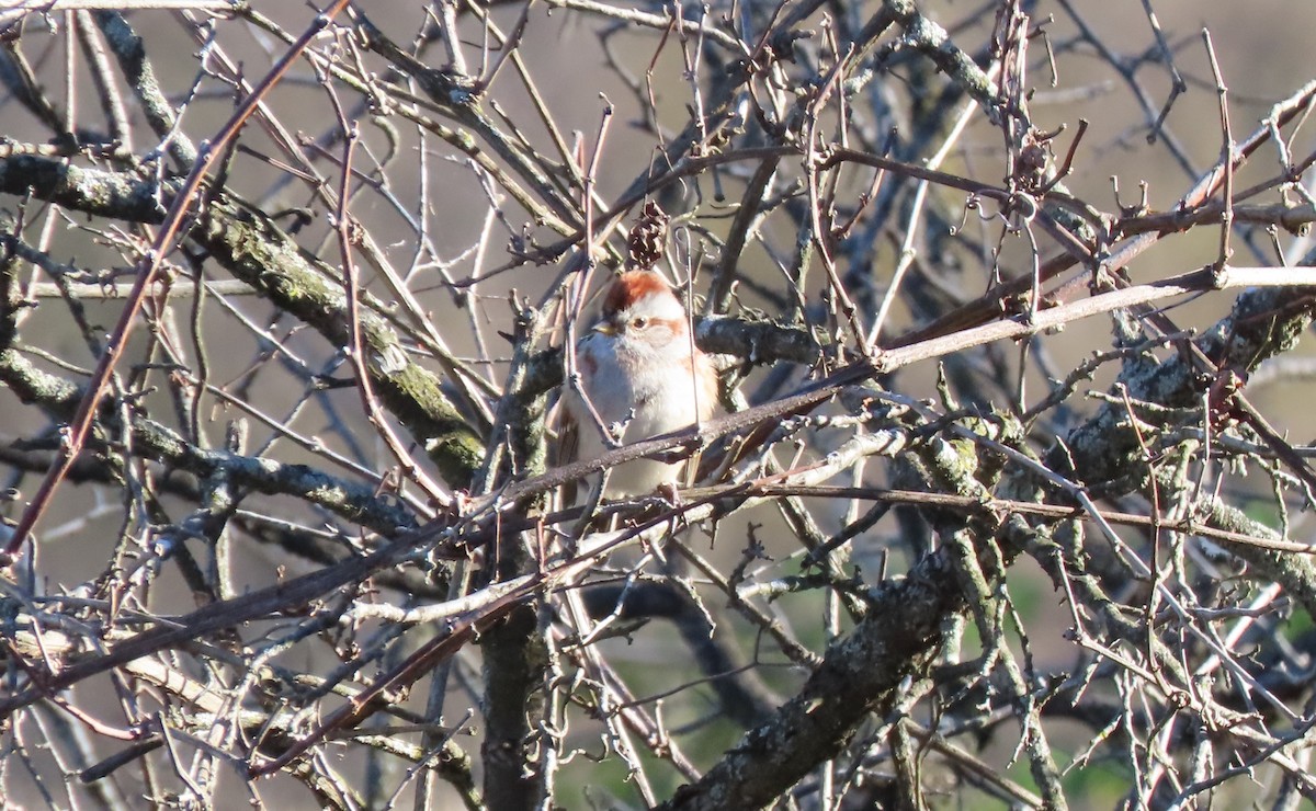 American Tree Sparrow - ML644319372