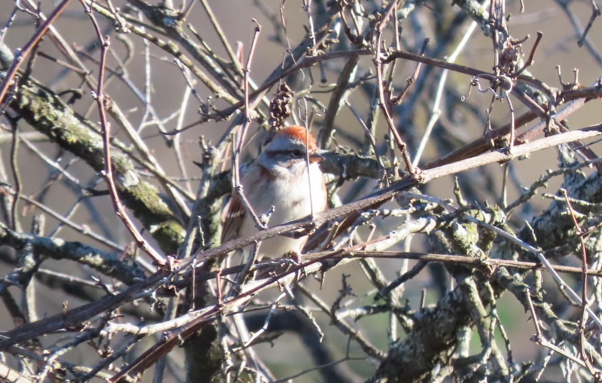 American Tree Sparrow - ML644319382