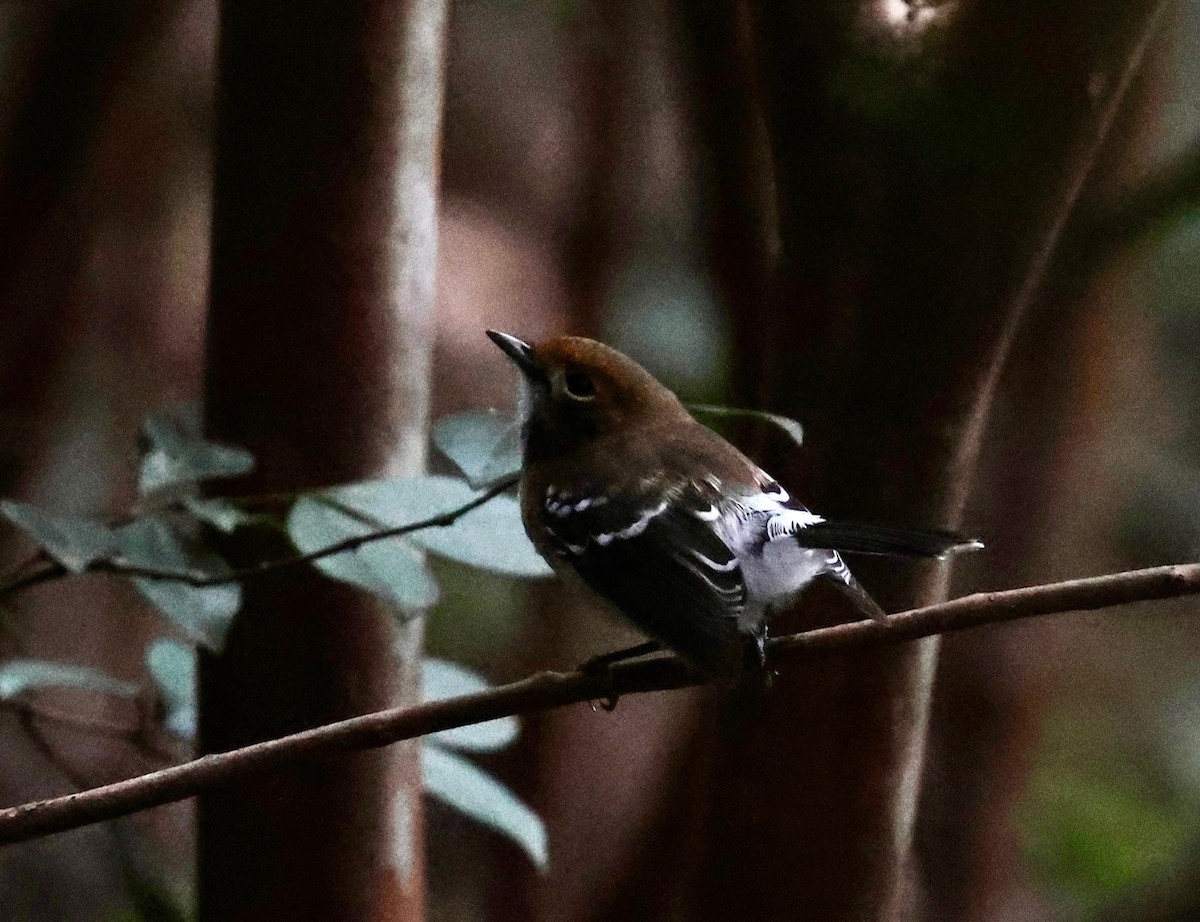 Oahu Elepaio - ML644319383