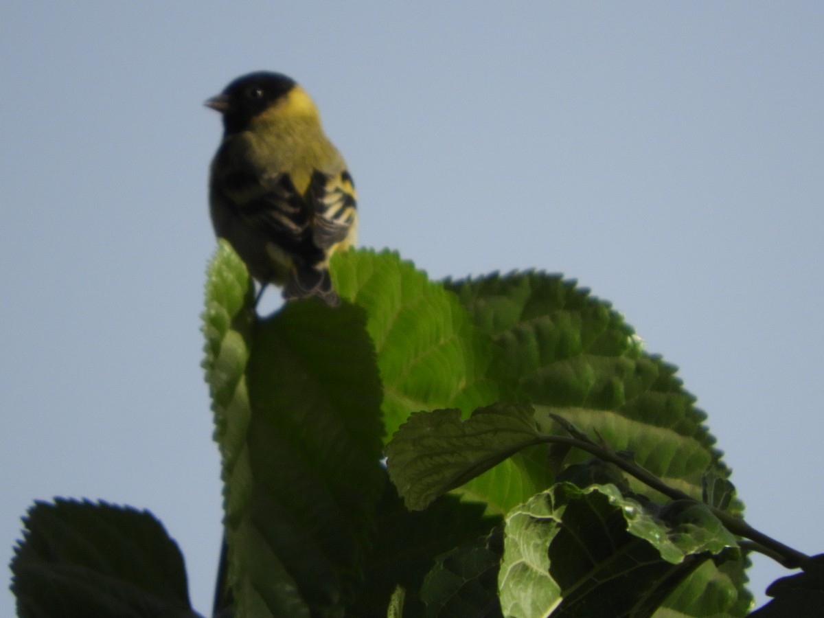 Magellanzeisig - ML644319387