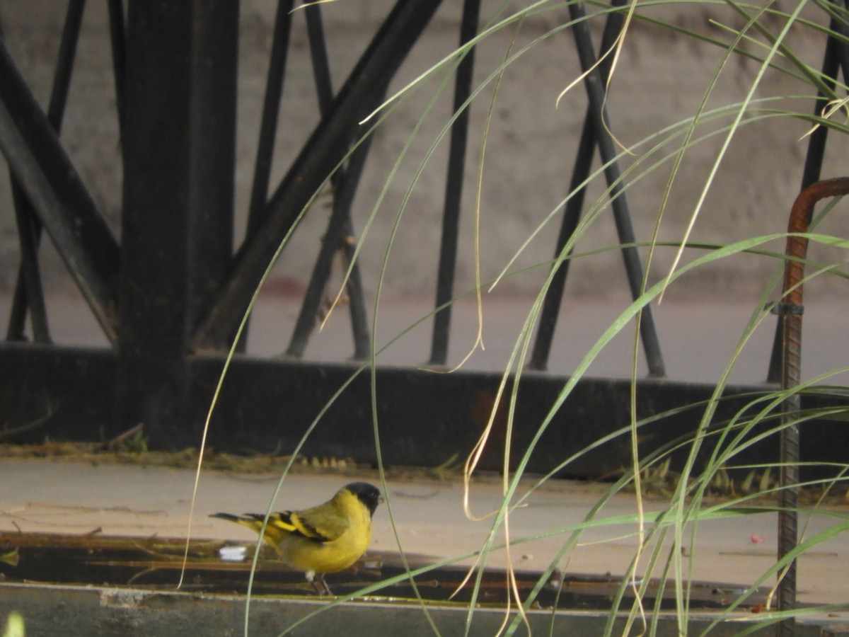 Magellanzeisig - ML644319388