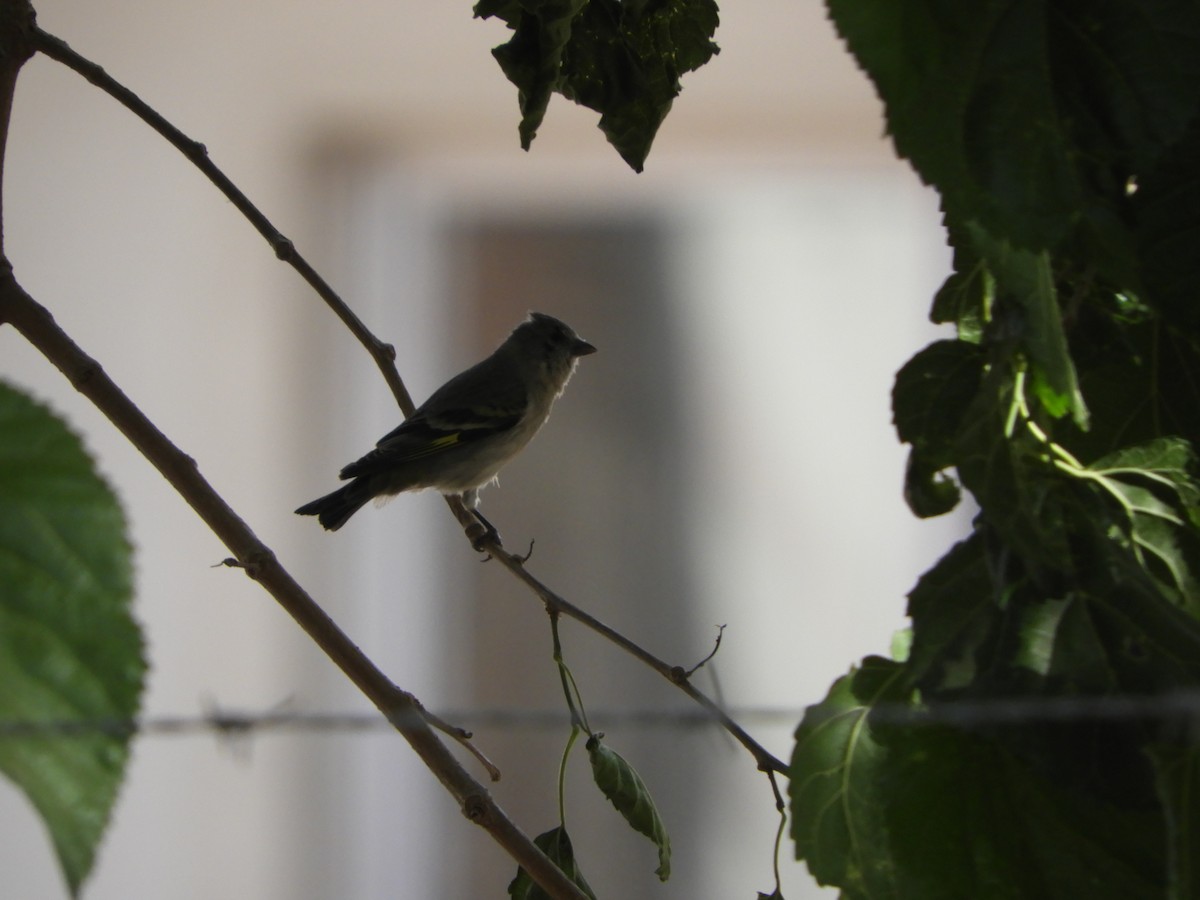 Magellanzeisig - ML644319389