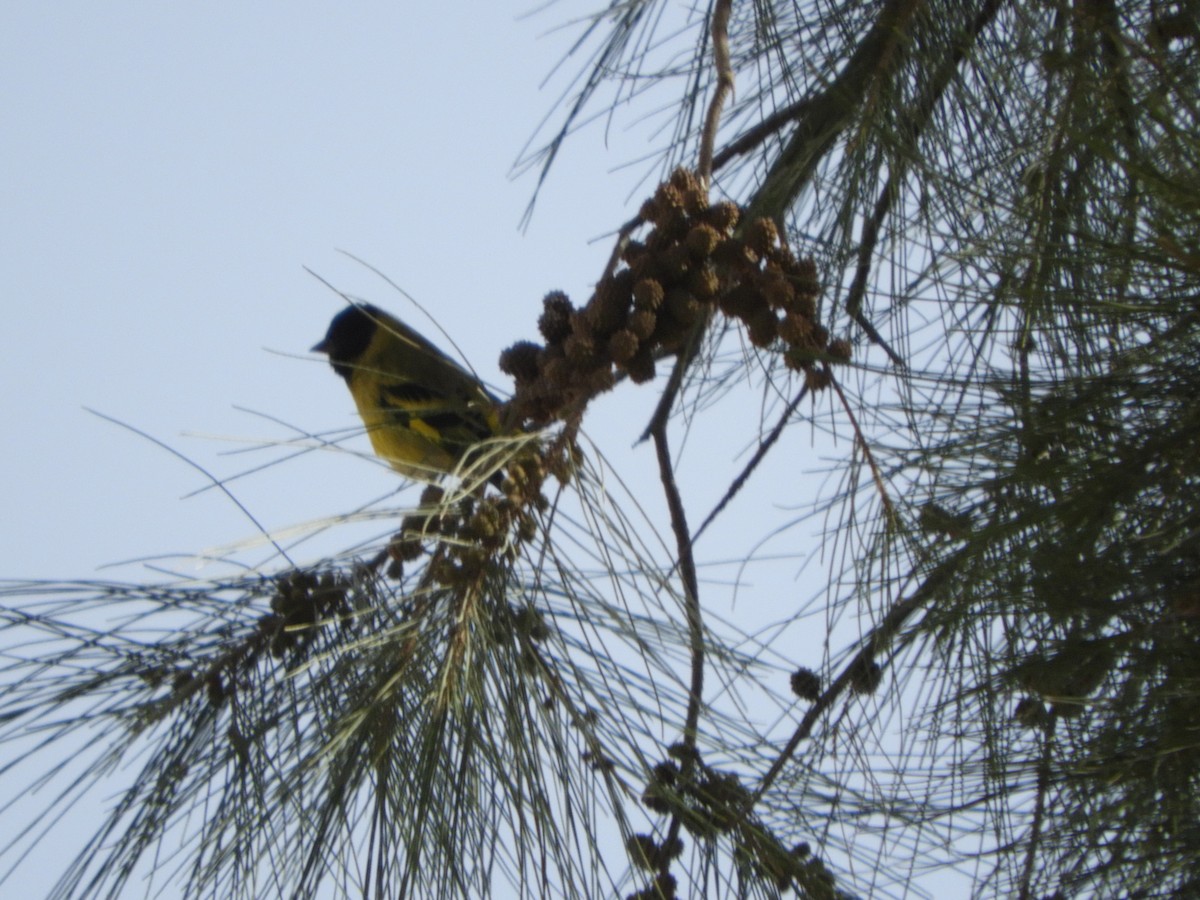 Magellanzeisig - ML644319390