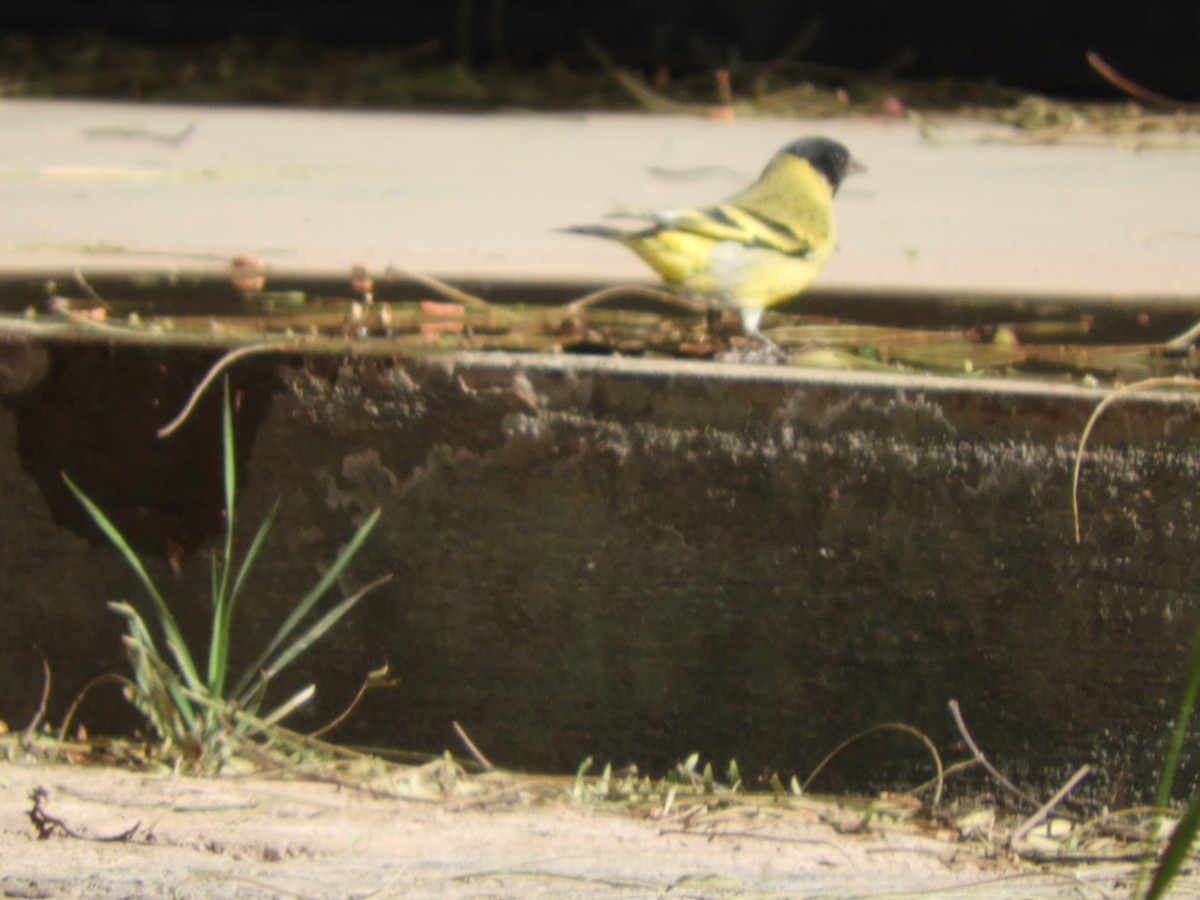 Magellanzeisig - ML644319391