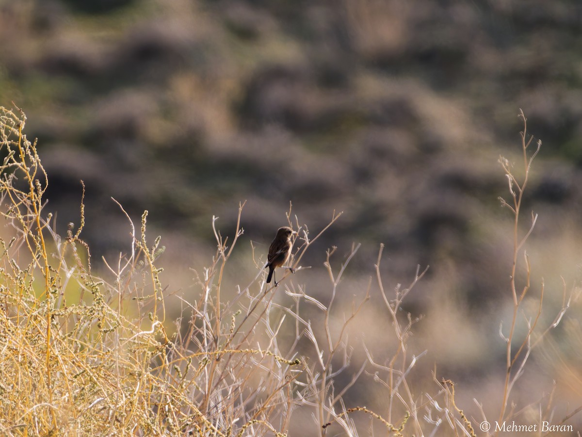 European Stonechat - ML644319392