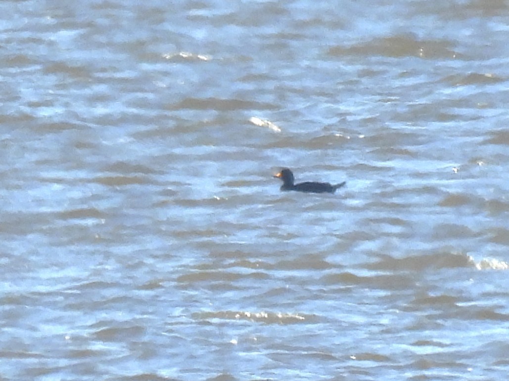 Black Scoter - ML644319394