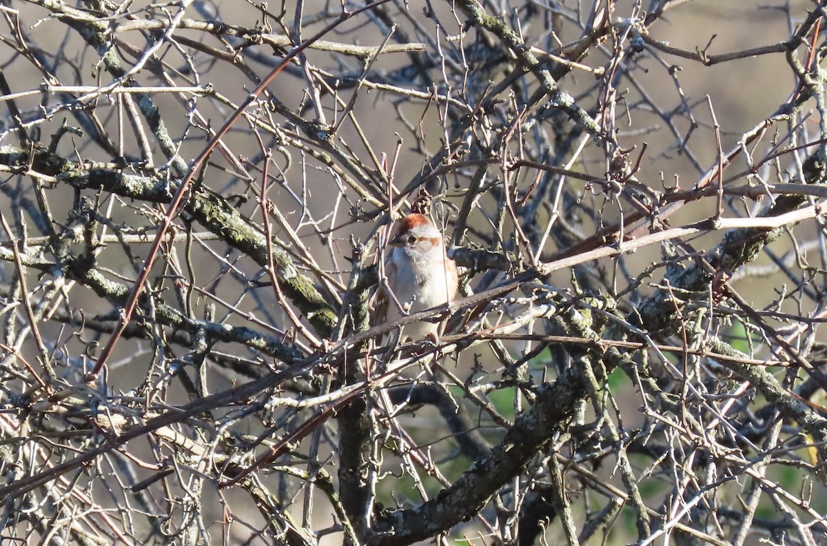 American Tree Sparrow - ML644319395