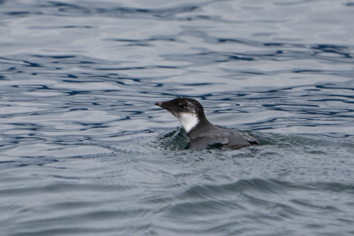 Ancient Murrelet - ML644319410