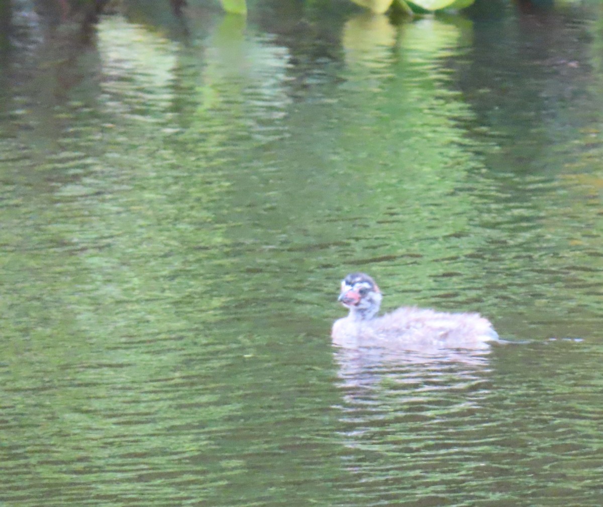 Bindentaucher - ML644319411