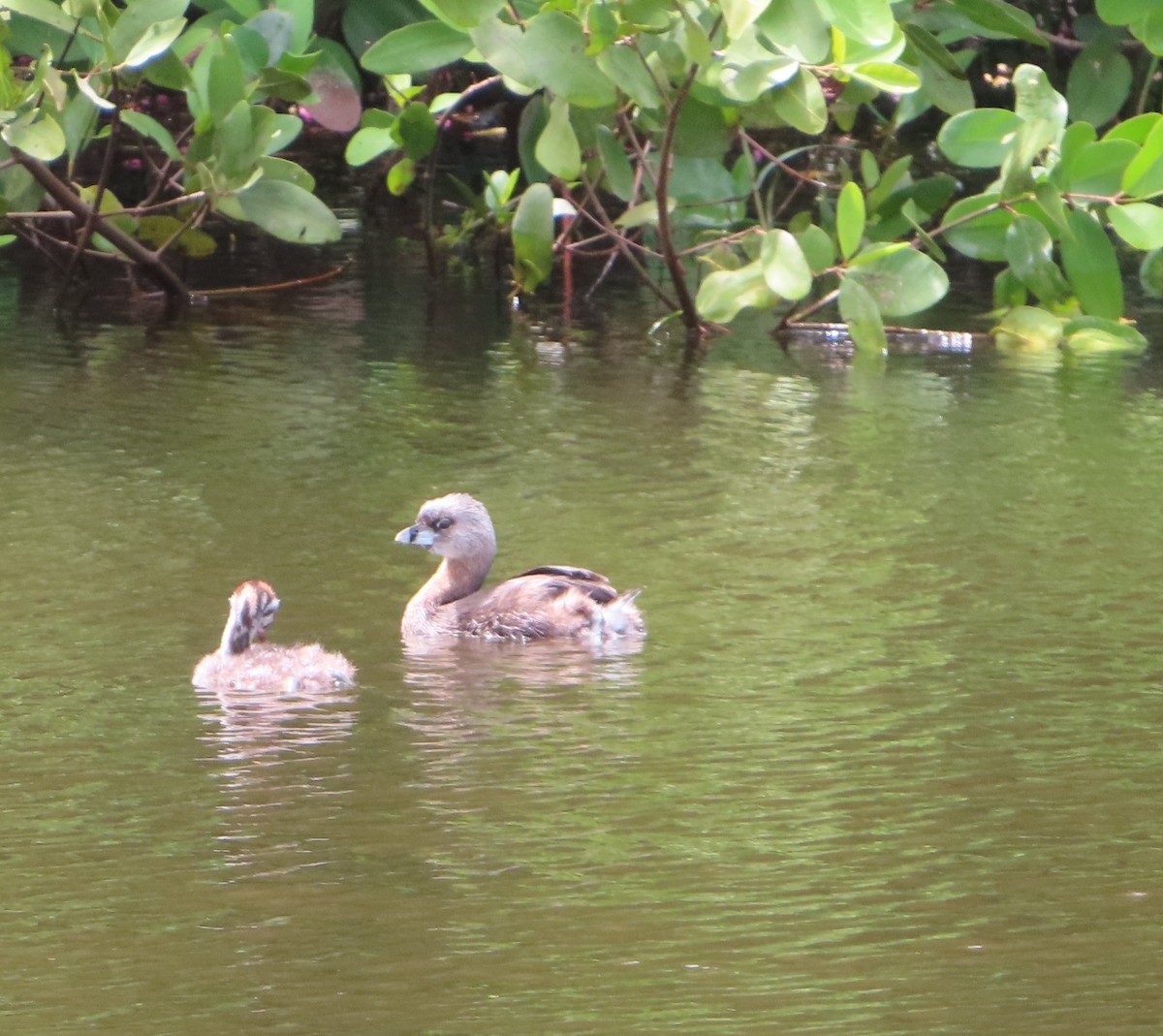 Bindentaucher - ML644319412