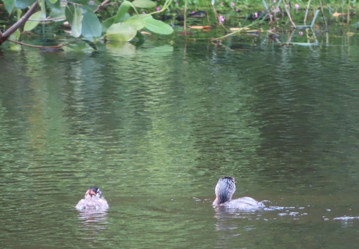 Bindentaucher - ML644319413