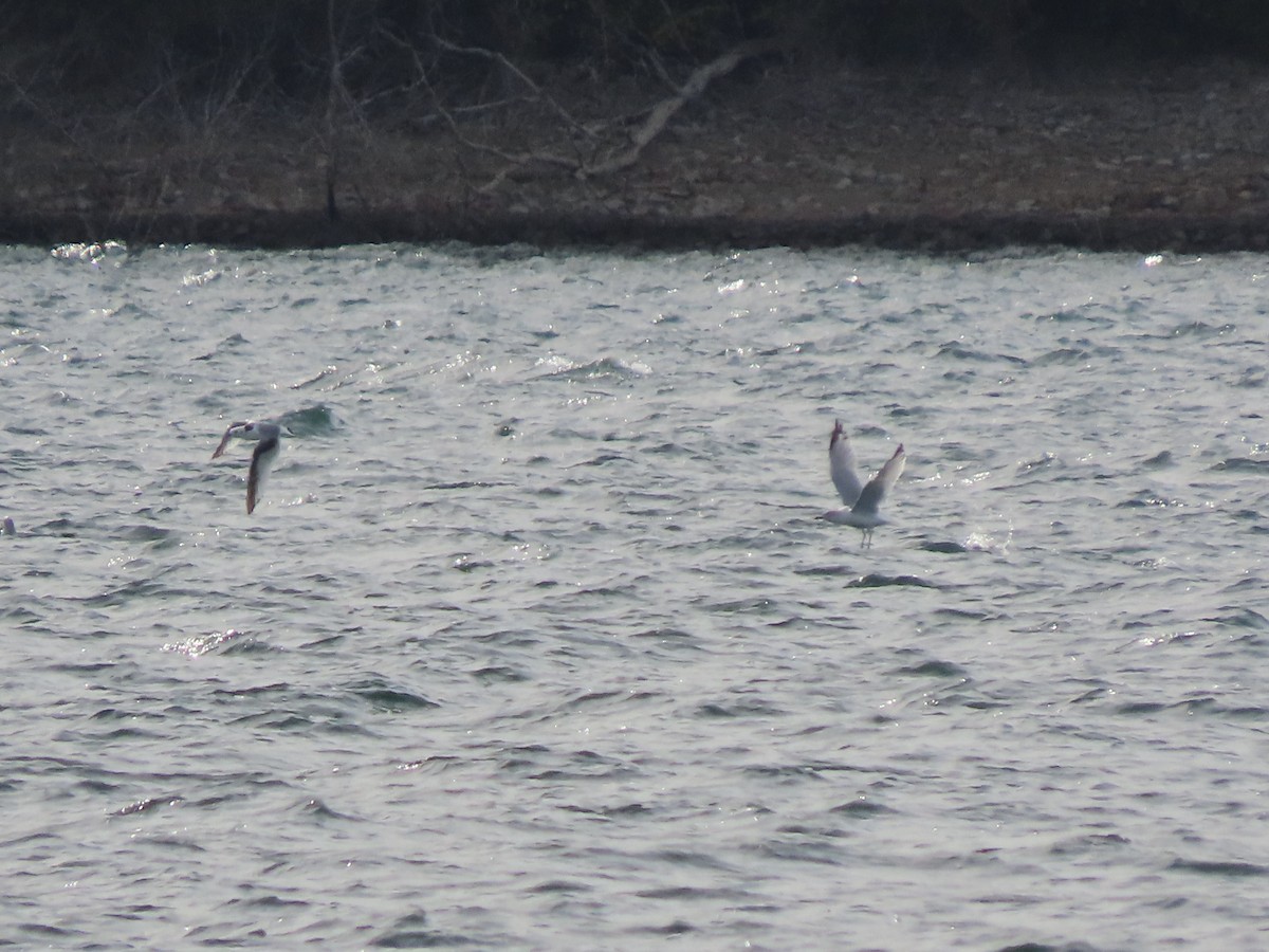 Black-legged Kittiwake - ML644319420