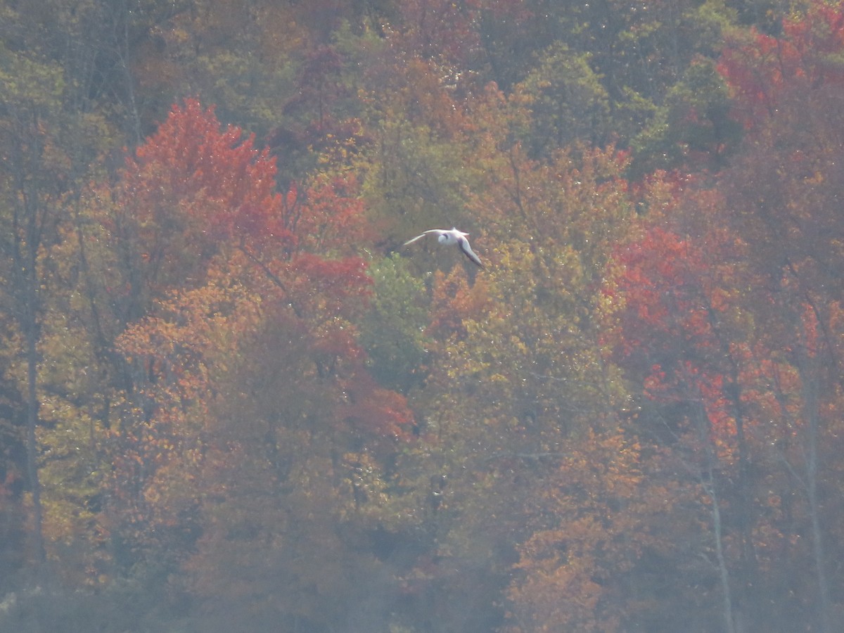 Black-legged Kittiwake - ML644319425