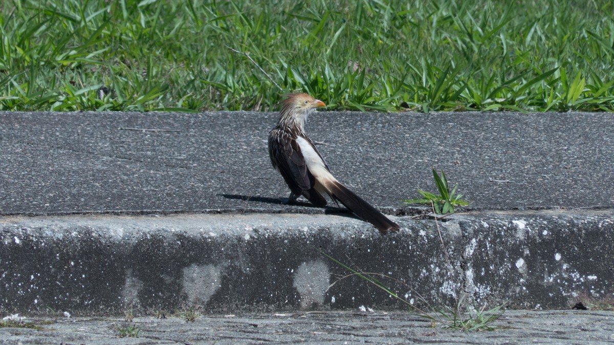 Guirakuckuck - ML644319427