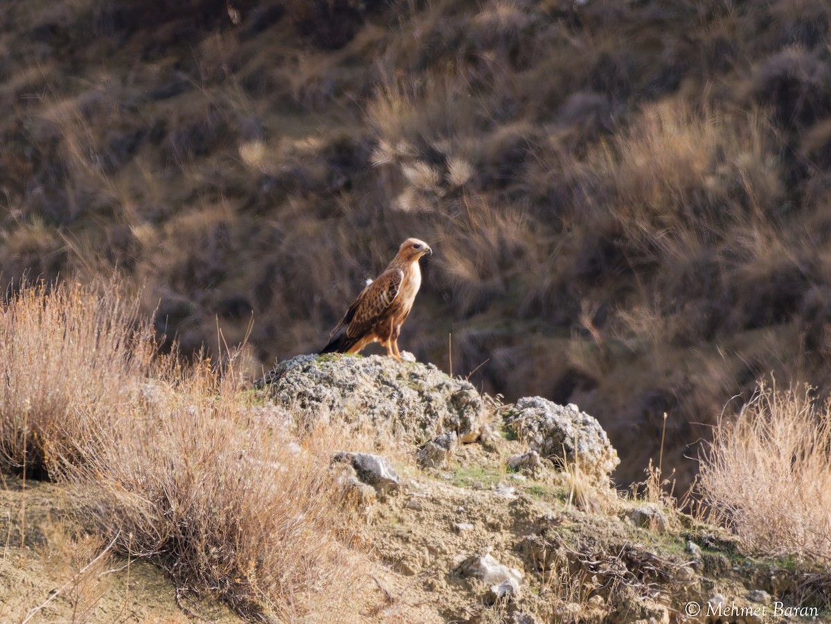 ニシオオノスリ - ML644319428