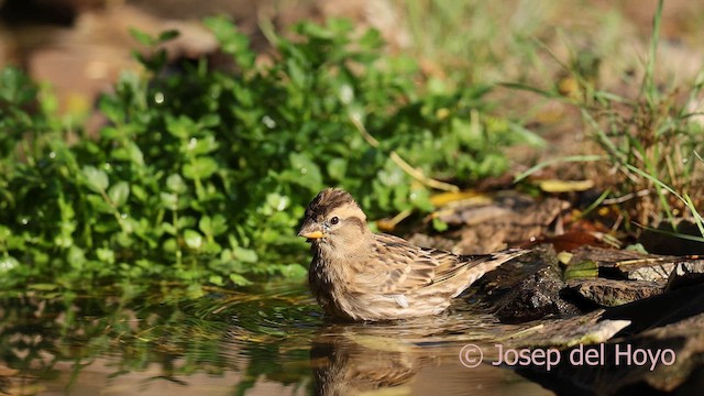 Rock Sparrow - ML644319438